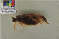 藏品(白頭翁)的圖片